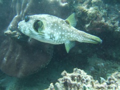 Arothron hispidus (Weissfleckenkugelfisch)
